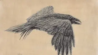 How to Sketch Draw a Raven with a BIC Biro Pen | Scribble Art Drawing
