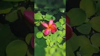 Home mobile photography flower #shorts#homephotography#umeshOffline#photography#flower