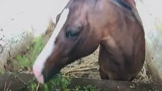 Horses of Bhavnagar Mounted Police