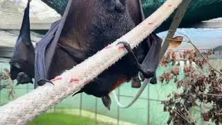 Hee-Hee, Scent Marking  Lubee Bat Conservancy   Dec 20. 2021