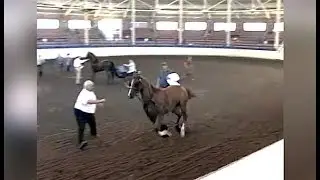 Ozzy Man Reviews: Horse Uprising
