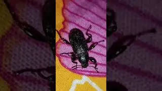 Darkling Beetle insects