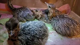watching ostrich chicks grow & play