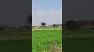 Punjab village beauty 😍 | Green fields in Punjab Pakistan 🇵🇰 ❤ #shorts #villagevlog #villagebeauty
