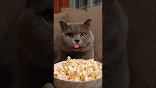 Cat Eating Popcorn 🍿🐱 Chunky Gray Kitty vs. Popcorn Bucket 🍿🐱
