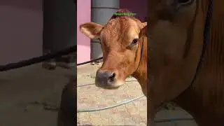 SUPERSTAR ⭐️ JERSEY FOR SALE ! #ChopraDairyFarm #trending #jersey #viral #cow #dairyfarm #Red #video