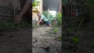 NANAM RUMPUT ARACHIS PITOY #ARACHISPITOY