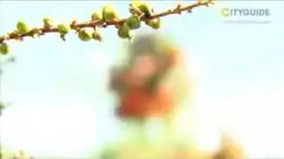 CITYGUIDE - Gartencenter Zulauf Schinznach-Dorf Schweiz