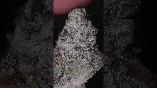 Dante&rsquo;s inferno strain - ( oreoz x devil driver )