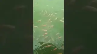 Budidaya ikan Nila Skala Rumahan.