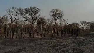 The world's largest tropical wetland is burning.