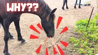 Answering Your Questions About Rising Star and the Fillies | Friesian Horses