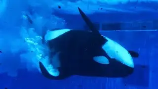 Trua and Makaio in the Underwater Viewing - 2 June 2021