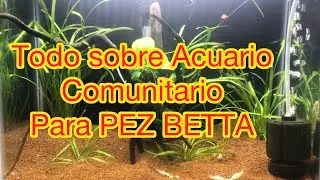 🛑 Que peces son compatibles con el pez betta❓Y por qué???✅