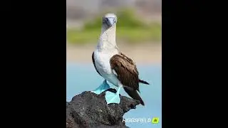 Blue-footed booby with Higgsfield Ai