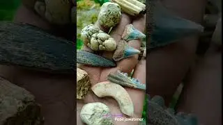 Fosil gigi hewan Prasejarah (Punah) @fosiljawatimur #fossil #fosil #teeth #shark #bison