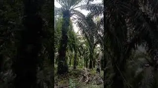 Mandor Panen // Sawit Pokok Tinggi
