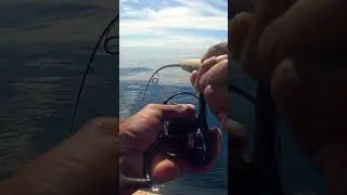 PENN SPINFISHER VI 3500