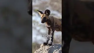 Ever heard about  aardwolf