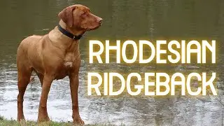 Life in France with our Rhodesian Ridgeback - How fast Rhodesian Ridgebacks Grow  ( filmed in 4K )