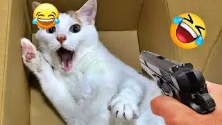 Funniest 2024😺Cats and 🥒 Cucumbers - Awesome Funny Pet Videos 😿🐶