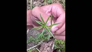 PERFORMANCE TASK 2: MY VLOG: PATTERNS IN NATURE.