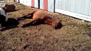 Joe, Nanu and jessabell sleeping! Jessa dreaming