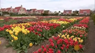 Holland's treasured tulips