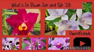 What's In Bloom Jan & Feb 2025 #blooms #flowers #shorts