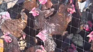 Bird flu detected in New London County backyard flock, how to avoid H1N1 in your poultry