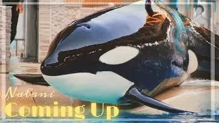 Coming Up! ✿ Nalani