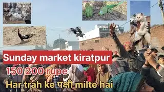 Kabutar bazar👌🏼 (3 kabutar bhaag gae🕊️) ek mugri ne murge se krli ldai😵जादू दिखा ने वाला वी आया 🤌🏼