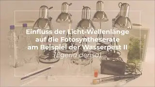 Einfluss der Licht-Wellenl&auml;nge auf die Fotosyntheserate - direkte Messung