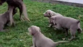 Silver Lab Puppies for Sale