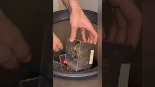 mexican tiger rump (davus pentaloris) rehousing