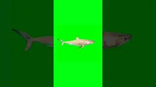 Great White Shark swimming green screen animation video #shorts