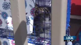&lsquo;You&rsquo;re their voice&rsquo;: New cat clinic in Livingston encouraging community to volunteer in their sp...