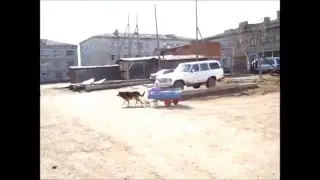 Полный привод / 4WD Fulltime - Eco  transport -  dog sledge.
