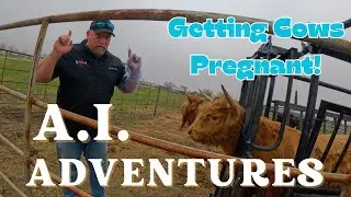 AI Adventures: Getting Highland Cows Pregnant