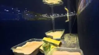 Melanurus Wrasses Spawning