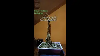 Ficus tinctoria. Defoliate, video 01, 2023/10/08