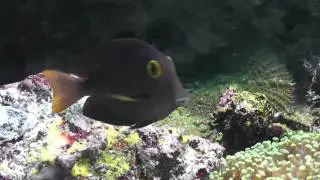 Ctenochaetus strigosus (HD)