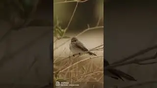 Most common Birds in #kuwait