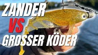 Wie Zander auf gro&szlig;e K&ouml;der reagieren! Neuer 18cm Quappie im Test.
