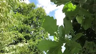 Quercus x warei Long REGAL PRINCE&reg; dub kř&iacute;žen&yacute; letn&iacute; x dvoubarevn&yacute;