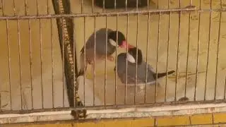 VAMOS PARA O BANHO