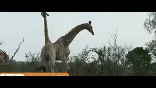 Giraffe: necking - males posturing for dominance