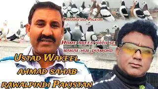 Ustad Wakeel ahmad sahab rawalpindi Pakistan se 😀Anmol Ratan Colourful Pigeon Salo ki Mehnat ❤️🥰