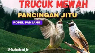 TRUCUK mewah pancingan AGAR NGROPEL dan GARUDA 