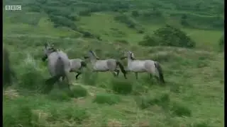 Wild Horses of the Cambrian Wildwood
